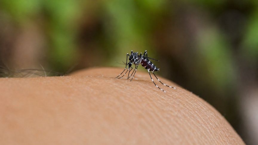 arbovirosis mosquito